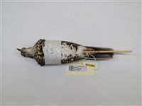 藏品(虎鶇)的圖片
